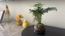开时果 文竹盆栽桌面摆件盆景 办公室植物竹子水培绿植盆景源头直发包邮 舍得紫砂盆+苔藓+底托 实拍图
