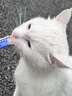 路斯猫条猫零食咪零食能量主食猫草宠物湿粮成猫幼猫通用猫咪湿粮猫饭 混合口味12g*6支/袋 实拍图