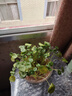 意轩100棵装铜钱草水培植物办公室客厅桌面盆栽金钱草花卉室内水养 实拍图