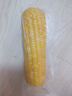 北纬47° 黄糯鲜玉米200g*1穗 低脂玉米棒糯玉米东北玉米粘玉米 尔滨特产 实拍图