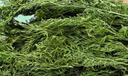 喜帅 烘干胡萝卜缨幼兔粮牧草垂耳兔粮干草龙猫豚鼠饲料500g净重/箱 实拍图
