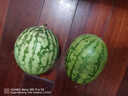 现摘现发2k西瓜当季手剥薄皮小糖丸西瓜新鲜水果冰糖子小西瓜 2-3斤（精品果） 实拍图