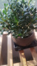 开时果 小叶赤楠盆景摆件 办公室桌面绿植花卉好养盆栽植物源头直发包邮 【热销款】舍得紫砂盆+苔藓+底座 实拍图