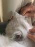 欢宠网宠物猫梳子狗猫毛梳开结梳狗毛清理器梳毛排梳长毛猫咪狗狗神器S 实拍图