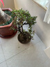原生长寿冠海棠花盆栽四季开花树苗花卉植物室内盆景老桩耐寒好养 25年精品海棠盆景老桩【四季开花】 不含盆 实拍图
