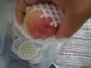 山西蜜桃现摘现发新鲜毛桃脆甜水果猴哥软硬两吃 带箱5斤净重4.5斤单果110g+ 实拍图