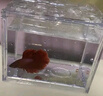 宠街坊斗鱼缸积木缸透明隔离盒观赏鱼桌面造景PET裸缸1个装送礼 实拍图