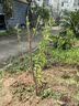 欧悟【买2颗送1颗】嫁接车厘子树苗大樱桃树苗盆栽果树苗木南北方种植 水蜜桃树苗 十年大苗（庭院种植） 实拍图