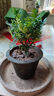 绿有意防驱蚊草正宗清香盆栽胡椒木老桩室内绿植好养植物阳台花卉盆景苗 中苗清香驱蚊+早安吸水盆一盆（送肥料） 含盆 实拍图