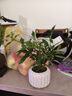 八芽小叶栀子花盆栽开花植物室内桌面茶几好养花卉绿植办公室净化空气 小叶栀子花-陶瓷竖纹盆 带盆栽好 实拍图