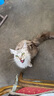 普安特宠物猫咪驱虫药体内外同驱幼猫驱虫跳蚤犬虱爱滴克非泼罗尼+内驱 实拍图