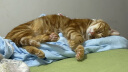 卫仕猫多维240片定制猫用复合维生素片维生素b美毛宠物营养猫咪维生素 实拍图