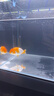 创星鱼缸加热棒电加热器自动恒温水族箱小型乌龟缸加温棒 【自动恒温】适50L缸内蓝头HCH-100W 实拍图