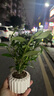 八芽小叶栀子花盆栽开花植物室内桌面茶几好养花卉绿植办公室净化空气 小叶栀子花-陶瓷竖纹盆 带盆栽好 实拍图