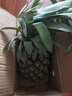 广东湛江徐闻菠萝 香水菠萝 热带水果 1个装大果 净重1.5-2斤 实拍图