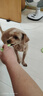 HELLOJOY狗狗玩具 耐咬磨牙棉绳球套装宠物幼犬小狗玩具自己玩解闷9件套 实拍图
