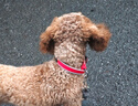 多尼斯（DOGNESS）狗狗牵引绳遛狗绳狗链子防爆冲幼小型犬泰迪贵宾比熊博美柯基 红S 实拍图