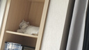 玫斯（metz）猫粮无谷天然猫粮成猫幼猫全阶段鲜肉孕猫全价奶糕猫粮 pro系列升级成猫1.5KG 实拍图
