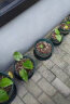 墨斗鱼 园艺加仑花盆矮款3件装1加仑 种植植物花卉绿植PP树脂加仑塑料花盆送花盆托盘 实拍图