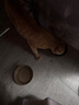 网易严选全价猫粮宠物主粮幼猫成猫全价猫粮 深海鱼虾口味1.8kg 实拍图