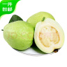 京鲜生 白心芭乐净重4.5斤单果150g起 番石榴 生鲜水果 源头直发包邮 实拍图