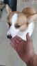 福来恩（FRONTLINE）中型犬驱虫套装去蚤蜱 原研药中型犬滴剂1.34ml*3支+犬心保M号3粒 实拍图