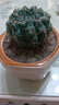 种花迷绯花玉仙人球盆栽四季开花好活净化空气吸甲醛桌摆办公室花卉绿植 彩云原盆原土 大球7-8厘米 实拍图