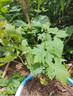 尔澜 巨峰葡萄树苗包结果庭院阳台盆栽地栽果树苗葡萄苗苗木源头直发 实拍图