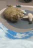 喔喔猫粮 成猫幼猫粮冻干三鲜国产全价无谷猫粮 经典 | 海苔味 1kg*2袋 实拍图