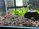 创宁变频潜水泵 CN-9500-18W 10档流量调节 鱼缸假山喷泉池循环抽水 实拍图