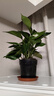 绿萝盆栽室内客厅绿植花卉 家用净化空气绿箩植物吸除甲醛吊兰 高20CM【原盆+托盘】10盆+5肥 实拍图