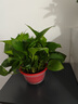 绿萝盆栽室内植物花卉净化空气绿植水培垂吊大叶绿萝新房客厅家用 【整高30cm盆口16】红盆吸水4盆送肥料 实拍图