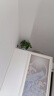 双盟绿萝盆栽除甲醛花卉绿植办公室新房净化空气180加仑2盆装源头直发 实拍图