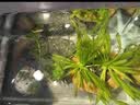 石头花盆原生态天然鹅卵石花瓶多肉铜钱草原石菖蒲盆鱼缸水培造景 无排水孔 外径16-18厘米深4厘米以上款随机 实拍图