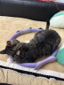 皇家幼猫猫粮 幼猫奶糕 K36 通用粮 4-12月 4.5KG 实拍图
