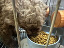 宝路狗粮 成犬狗粮中小型犬15斤 泰迪全犬种通用全价粮7.5kg鸡肉味 实拍图