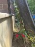 花友藤本月季花苗月季花树苗盆栽特大花苗庭院爬藤植物阳台蔷薇爬墙 粉龙沙宝石【爬藤】大苗 1-1.3米高度多分叉 实拍图