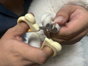 HELLOJOY猫咪指甲剪专用小盲剪狗狗指甲钳小猫指甲钳圆孔新手防抓防咬 实拍图