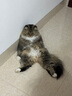 冠能猫粮成猫猫粮鸡肉味3.5kg 全价猫粮 稳固免疫 适口性强 实拍图