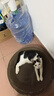 【京东物流】猫抓板磨爪猫窝一体耐磨不掉屑超大号猫玩具猫咪用品 圆形超大号+猫薄荷 实拍图