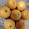壹萌果蔬正宗山东冰糖梨脆甜当季新鲜秋季月丰水梨水果中秋送礼整箱发出 净4.5-5斤严选果【单果250g+】 实拍图