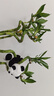 九千谷富贵弯竹6根转运竹节节高水培绿植花卉50cm高不含瓶源头直发 实拍图