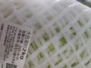 大白菜约2kg 实拍图