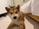 海澜之家HLA凉鞋男士户外洞洞鞋沙滩拖鞋HAALXM2DBK047 黑色40/41(双码) 实拍图