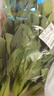 上海青（油菜）约500g 实拍图