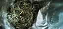 中谷御品茶叶踏雪级兰妃蒙顶山甘露花茶九窨单芽嫩芽可冷泡茶叶礼盒250g 实拍图