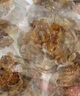 西贝莜面村杂粮纸皮烧麦360g 6个 面点早餐半成品 加热即食点心 烧卖 实拍图