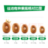 佳沛（zespri）新西兰  金奇异果10粒猕猴桃礼盒巨大果单果146-175g 母亲节礼盒 实拍图