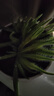德沃多肥料强力植物生根液50ml园艺扦插壮苗发根通用水培土培花卉绿植营养液 实拍图