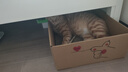 皇家成猫猫粮 营养均衡 F32 通用粮 1-7岁 4.5KG 实拍图